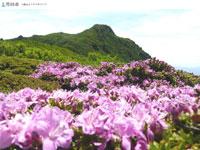 大船山と一面に咲いているピンク色のミヤマキリシマの花の写真