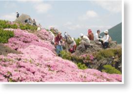 多くの登山客が休憩している登山道横に、満開の薄いピンクの花を咲かせたみやまきりしまが一面に広がっている写真