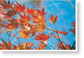 青空の下、葉が鮮やかなオレンジや朱に色づいたもみじの写真