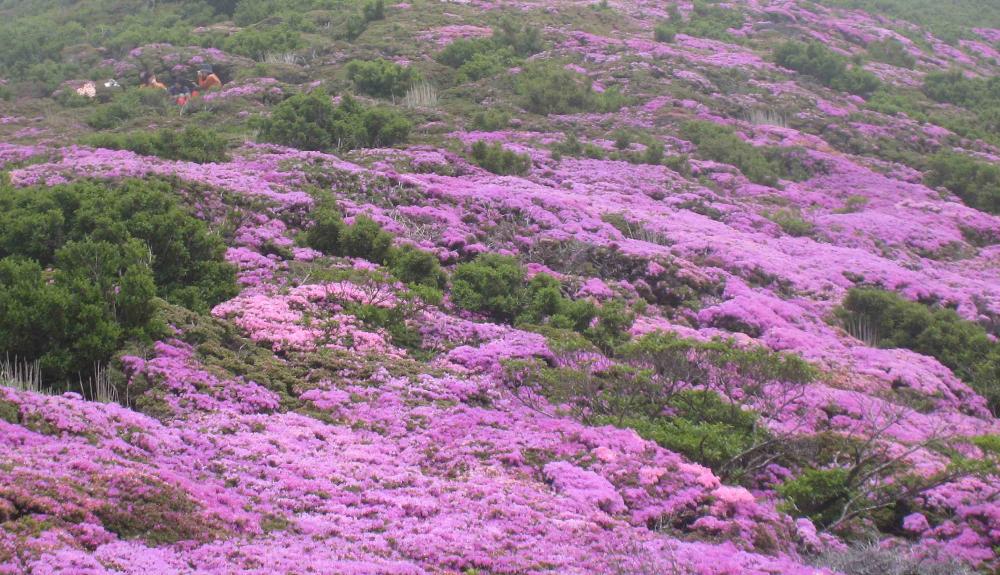 竹田市の指定等文化財について