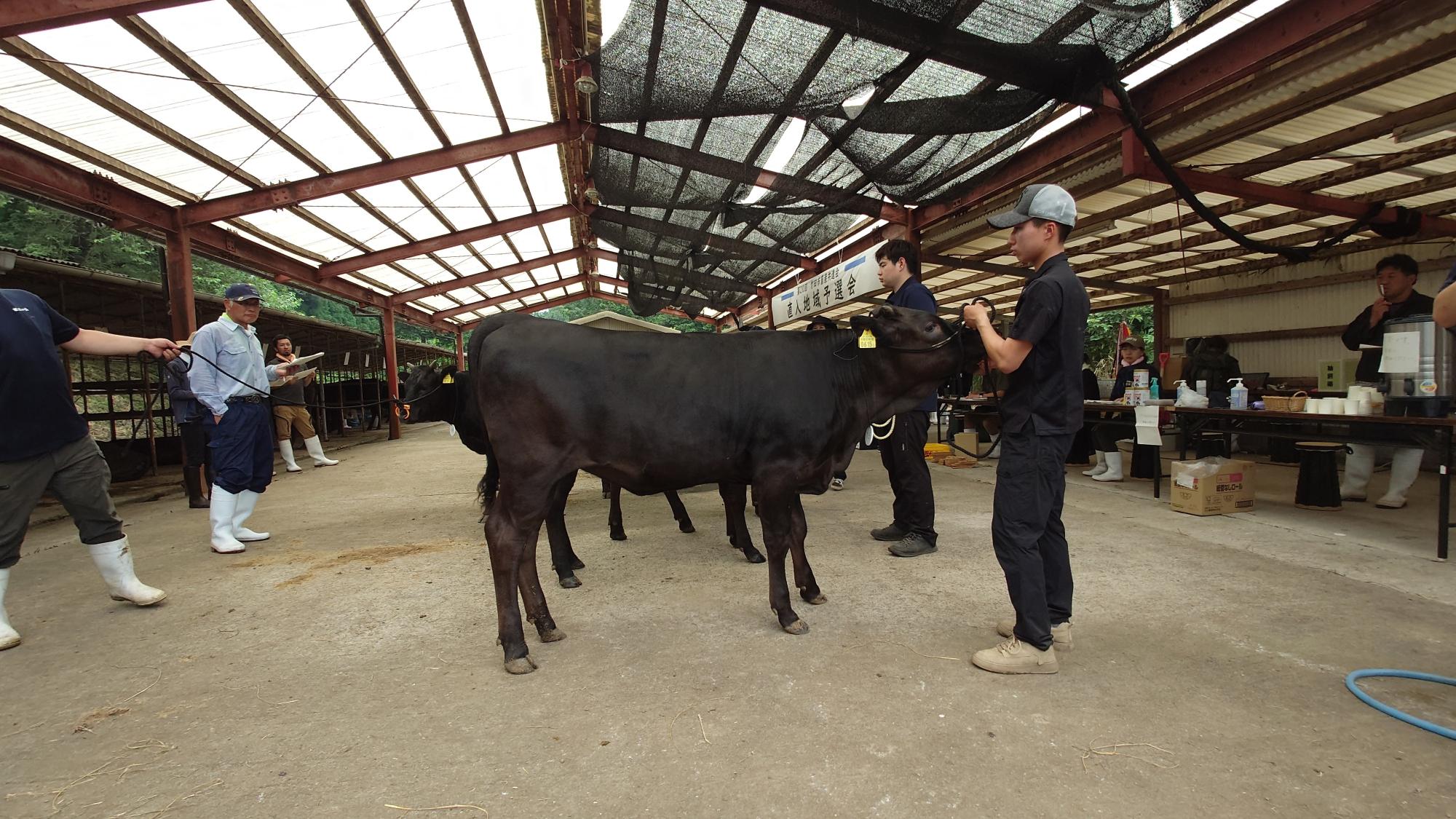 1区首席